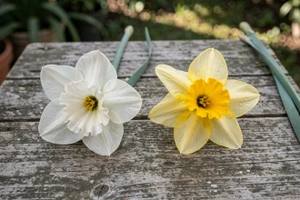 Comparaison côte à côte d'une fleur de narcisse et d'une jonquille posées sur une table en bois rustique, mettant en évidence leurs différences de forme et de corolle